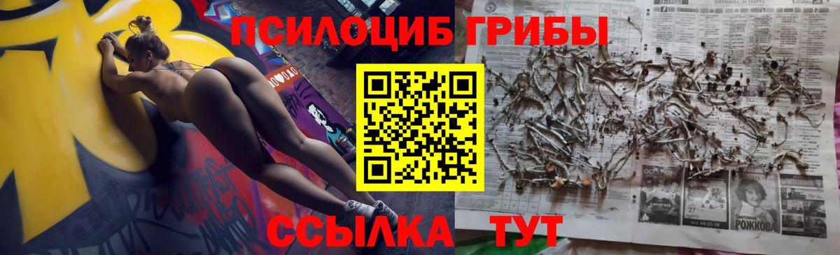 Псилоцибиновые грибы Psilocybe Коммунар